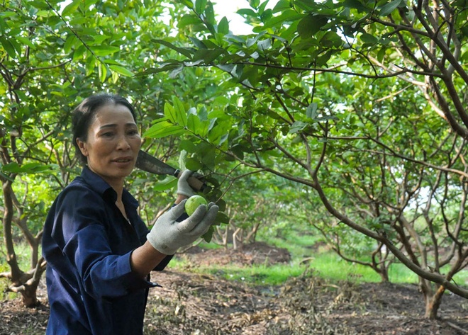 Hanoi’s guava village